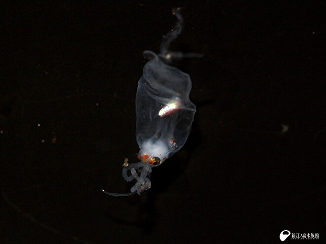 ホオズキイカの仲間　全長約 1cm