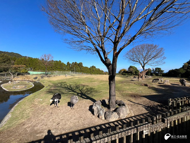 アフリカの動物ゾーン