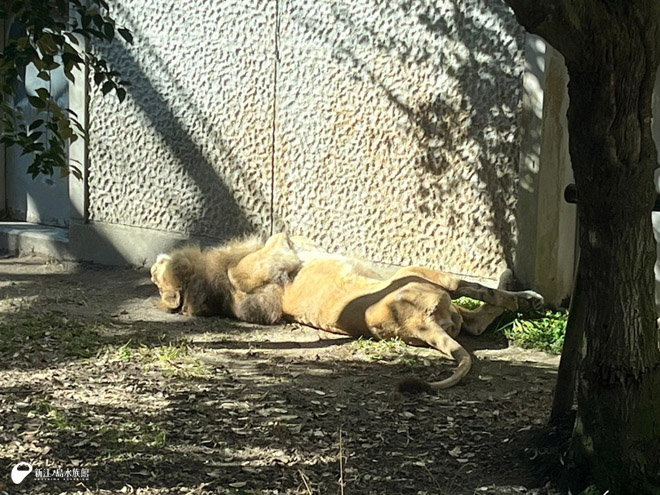 ガラス越しに見るライオンとトラ