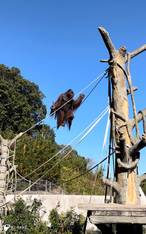 オランウータン