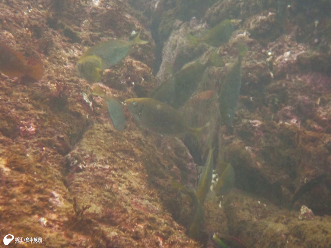 群れるアイゴの幼魚