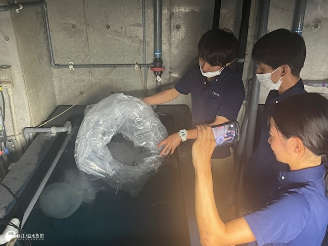 ミノクラゲをバックヤードの水槽へ