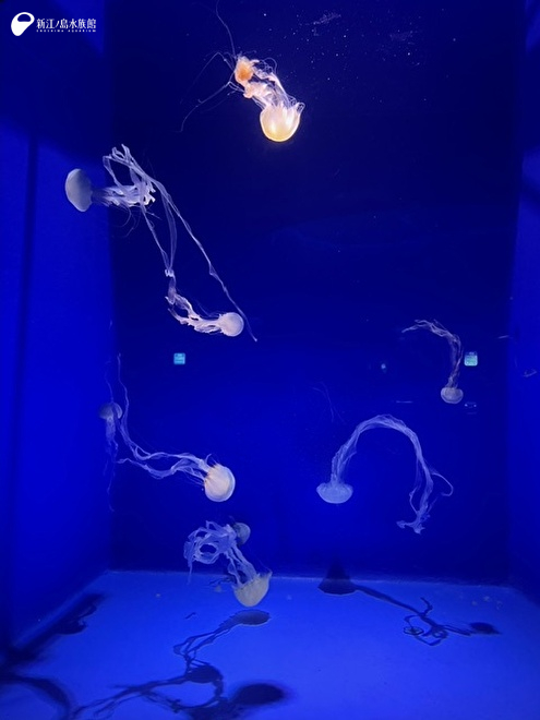 インドネシアンシーネットル追加展示