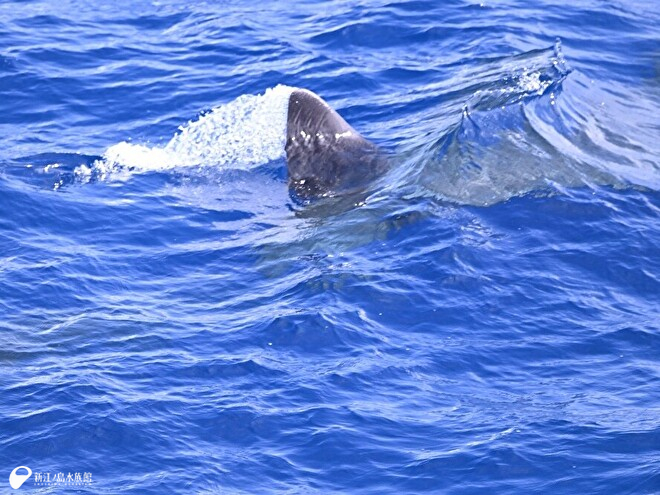 マッコウクジラの尾鰭（びれ）と子クジラ
