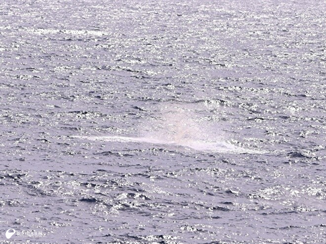 鯨類のブリーチングジャンプ！…後の水しぶき…