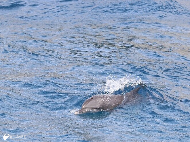 御蔵島でおなじみのミナミバンドウイルカです！