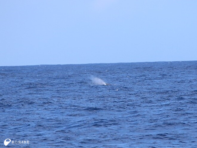 マッコウクジラのブローを発見！