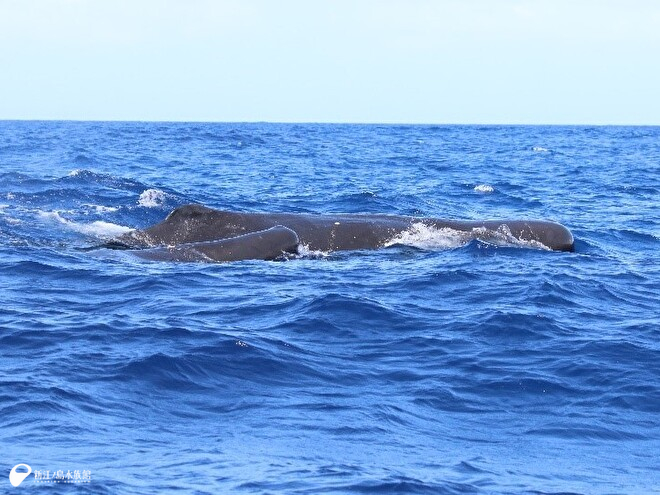親子のマッコウクジラ！！ 手前が子クジラ！