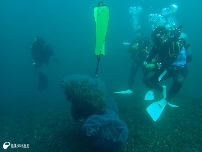 人力で持ち上げるには重たいので、フロートバック（浮き袋）を使って海藻を水面まで運びます