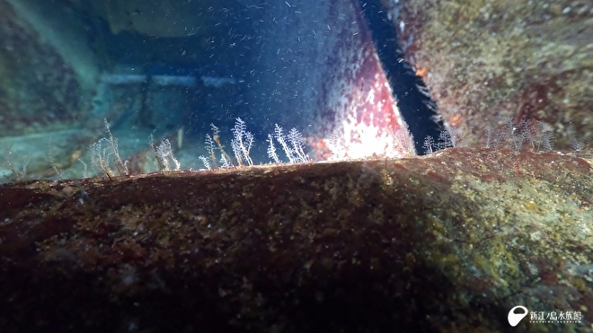 相模湾大水槽の一部