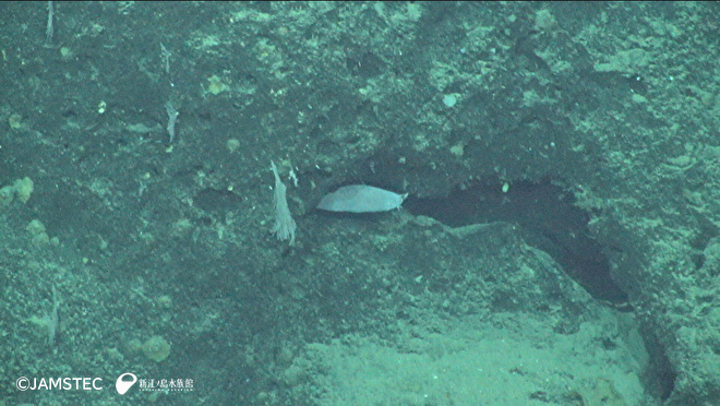 ヌタウナギ属の一種