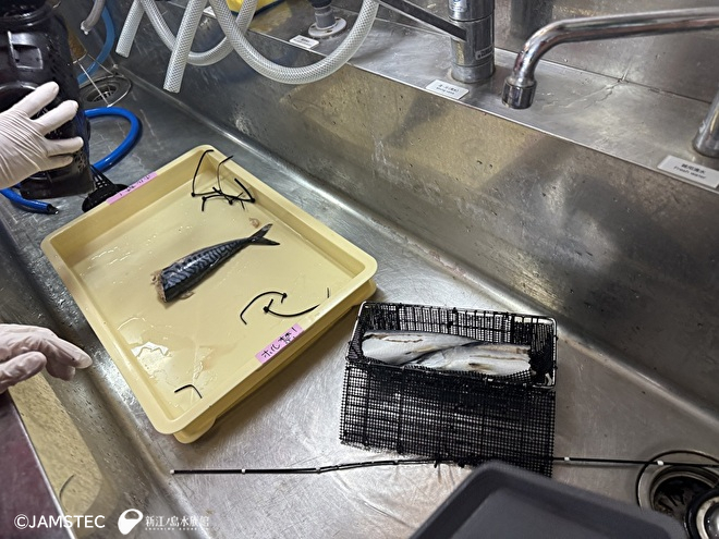 ほとんど生き物のいないベイトカメラの餌