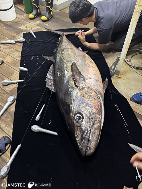 イソマグロの鰭（うろこ）立て