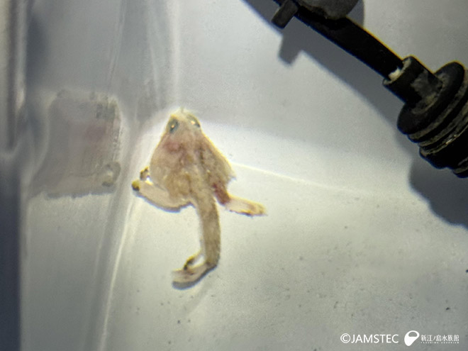 水槽のゴマフウリュウウオ