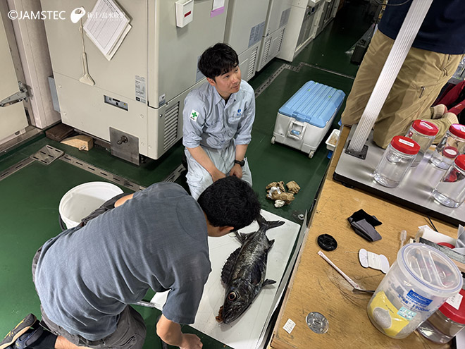 アオスミヤキ
