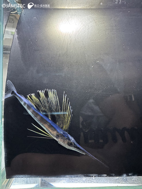 バショウカジキの稚魚