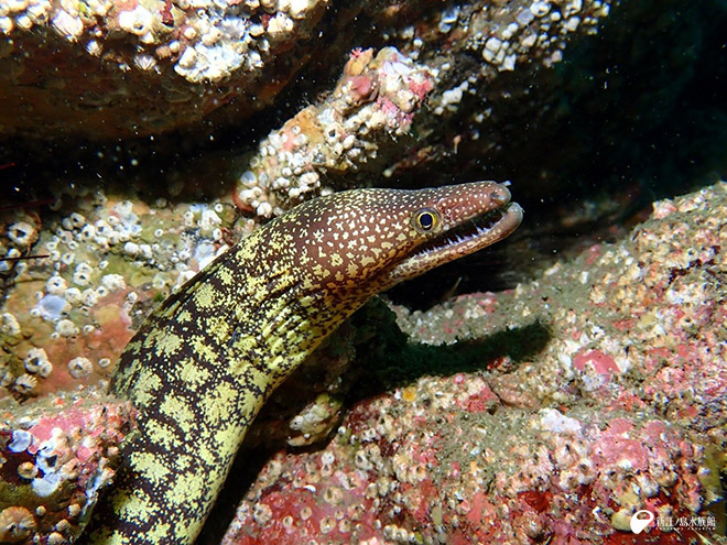 コケウツボ
