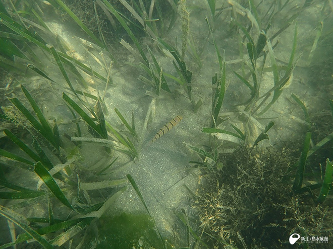 キヌバリ