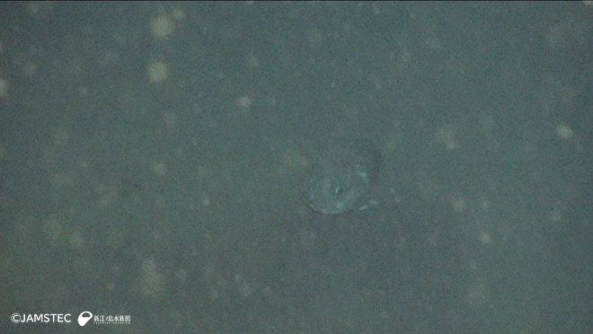 ウラナイカジカ類