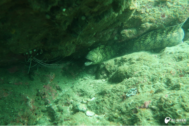 いつものウツボ