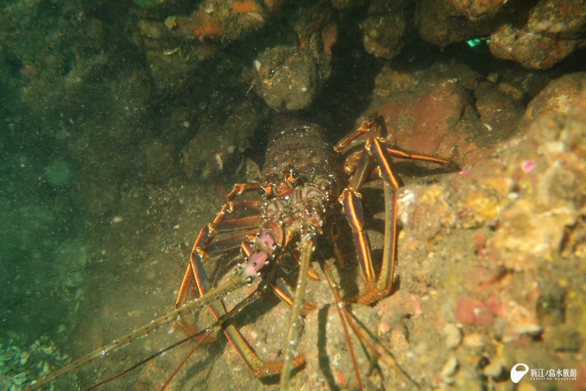 いつものイセエビ