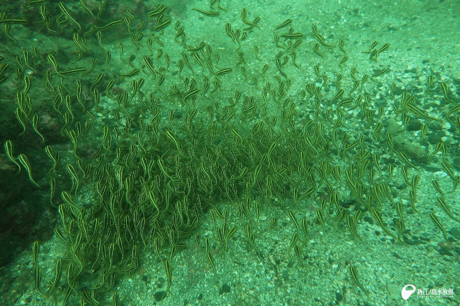 いつものゴンズイ