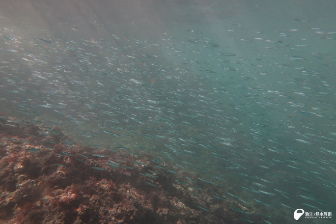 キビナゴの群れもいました