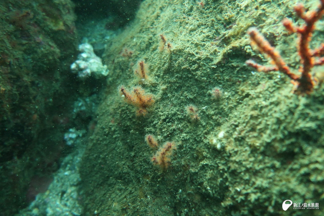 ナンヨウヤギ属の小さな群体