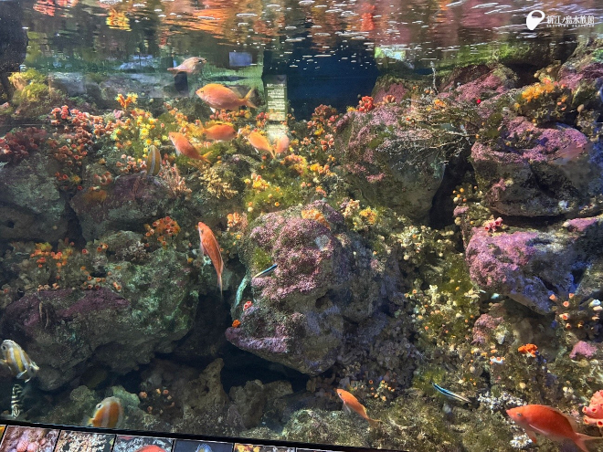 逗子沖サンゴ水槽