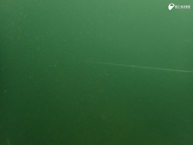 水中で下を見たときの景色