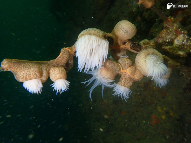 ナシジイソギンチャク