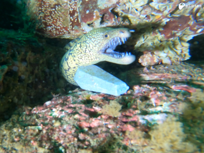 釣り用の鉛に寄り添うコケウツボ