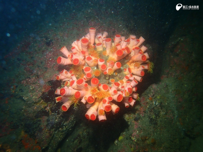 オオエダキサンゴ