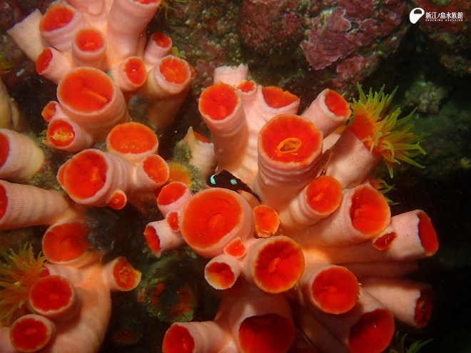 オオエダキサンゴにすみ着くミツボシクロスズメダイ