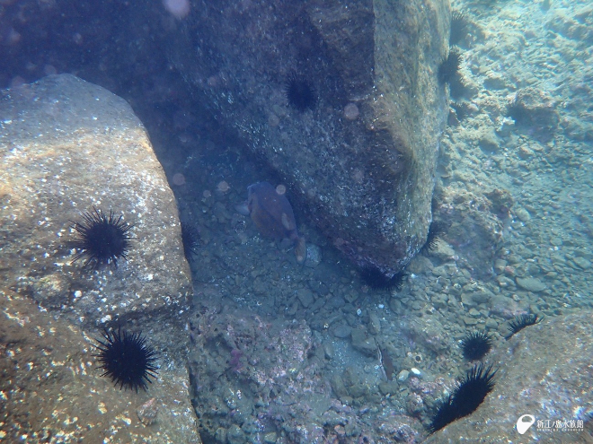 ムラサキウニとハコフグ