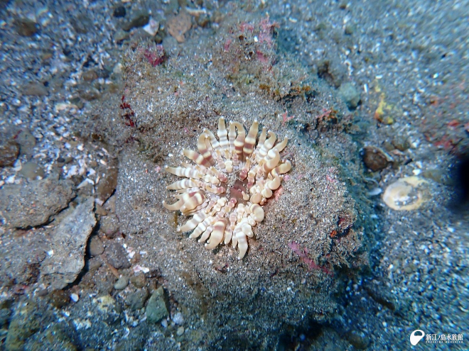 シマキッカイソギンチャク