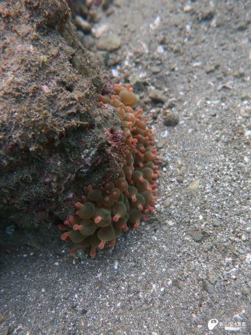 サンゴイソギンチャク