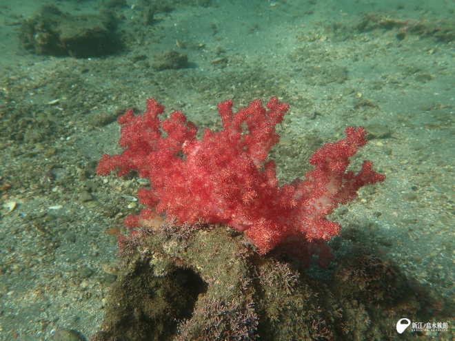 トゲトサカの仲間