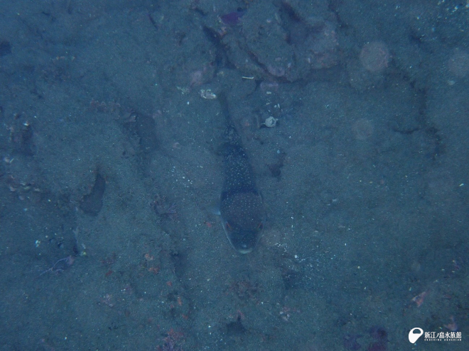 砂に潜るクサフグ