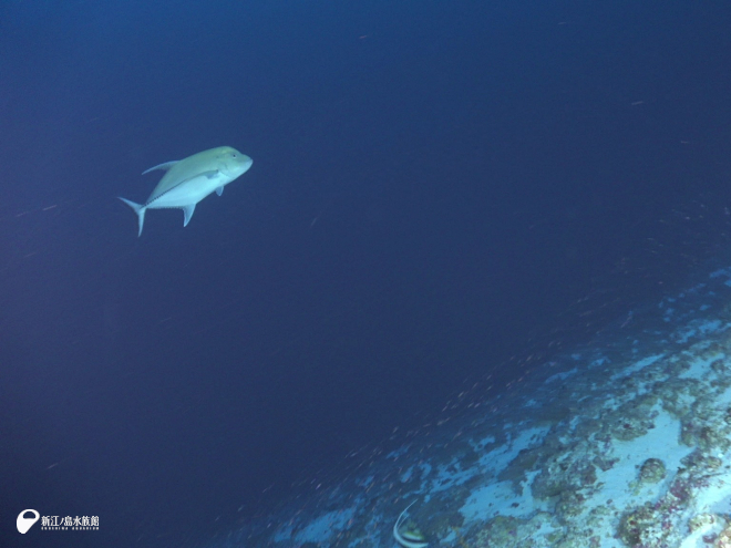 青い光が届く海底を泳ぐカッポレ