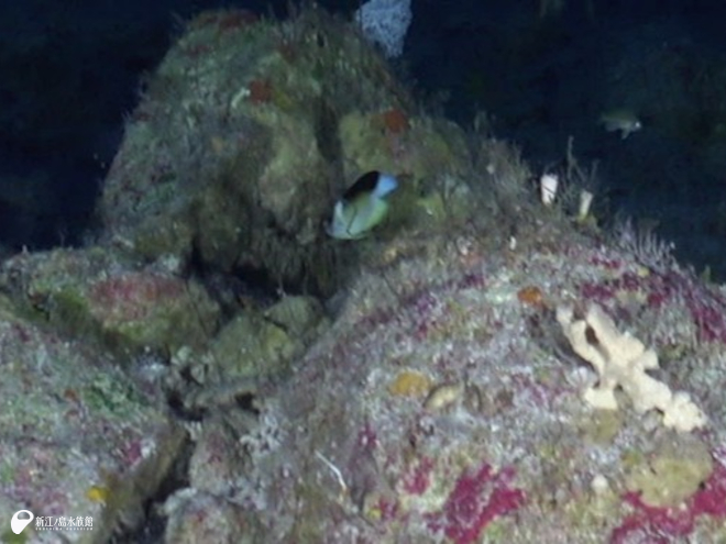 ユミヅキヤッコ