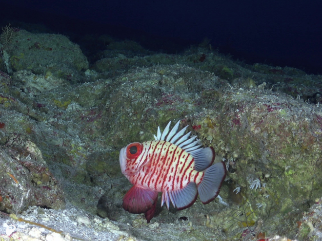 オキナワクルマダイ