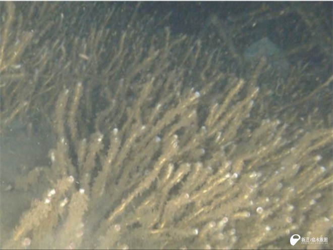 ハオリムシサイト