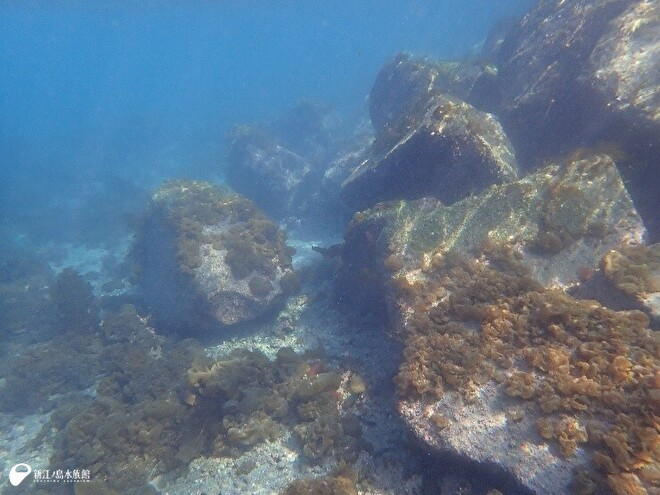 繁茂するフクロノリ