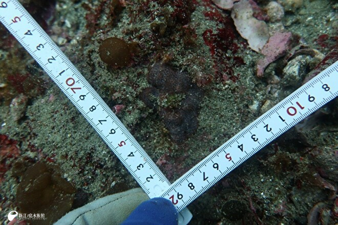 岩を覆うように成長するハマサンゴ属の一種