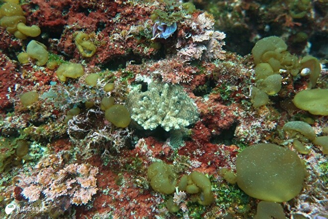 エンタクミドリイシ