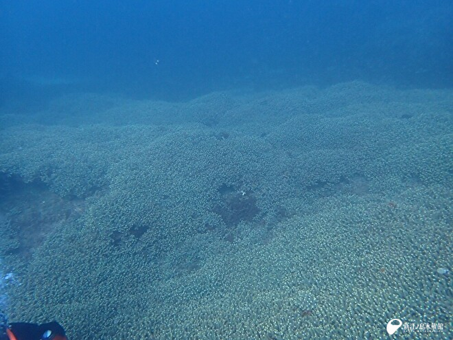 広がるエダミドリイシ