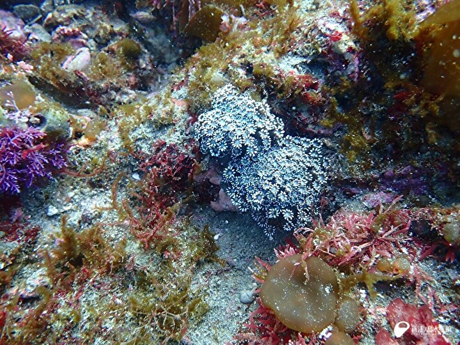 ニホンアワサンゴ