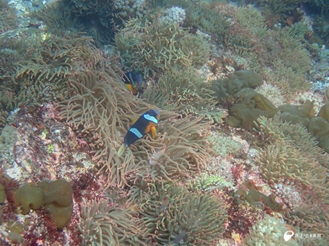 サンゴイソギンチャクとクマノミ