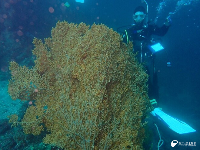 人より大きいウミウチワ